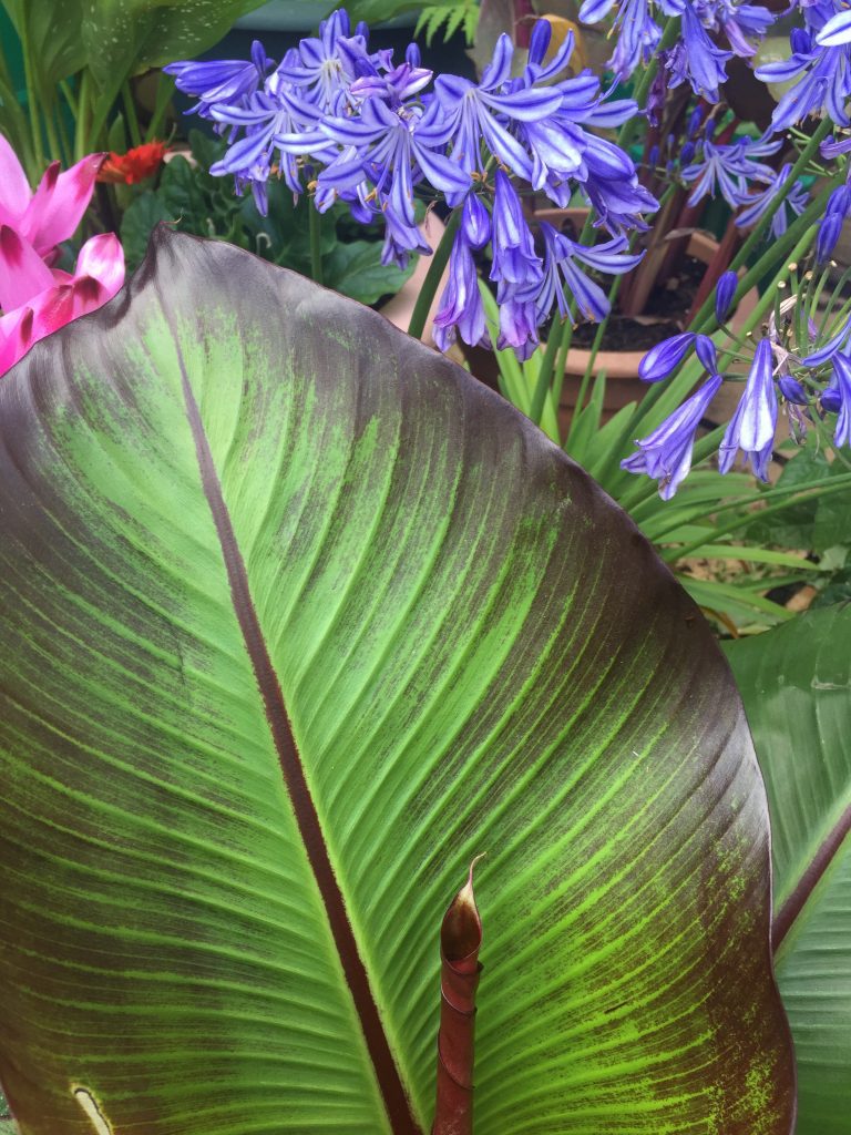 ensete banana