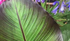 How to grow Ensete ventricosum maurelii