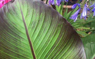 How to grow Ensete ventricosum maurelii