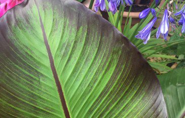 How to grow Ensete ventricosum maurelii