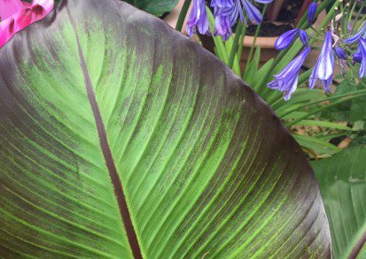 How to grow Ensete ventricosum maurelii