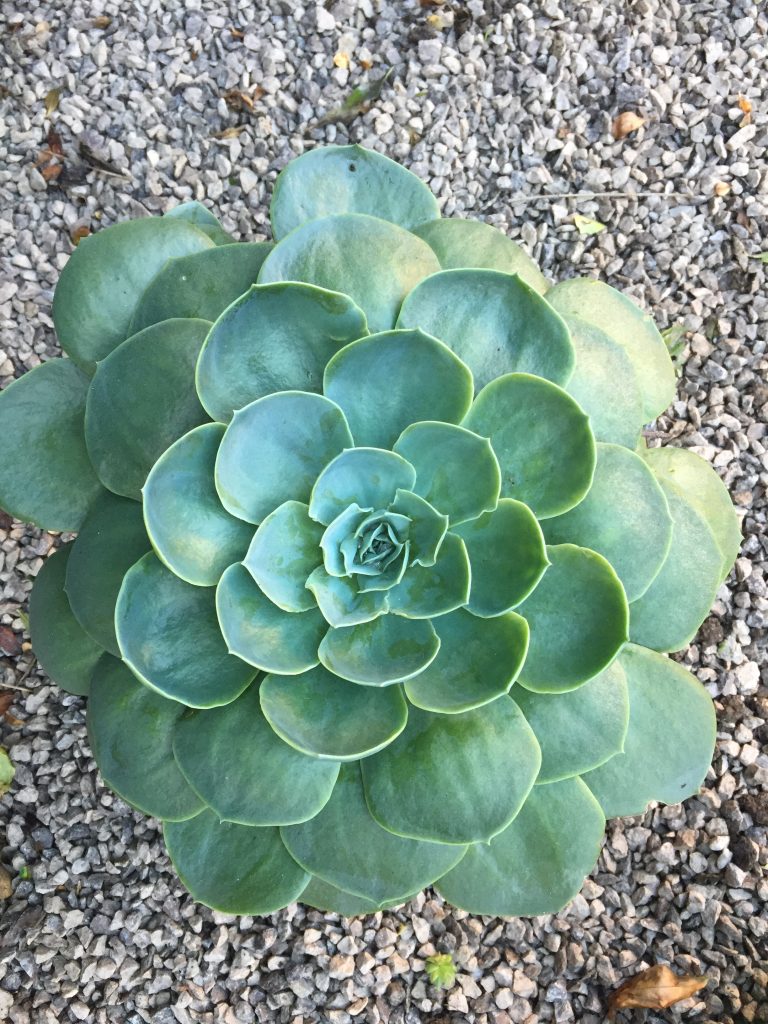 How to grow Echeveria