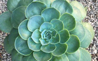 How to grow Echeveria