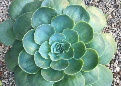 How to grow Echeveria