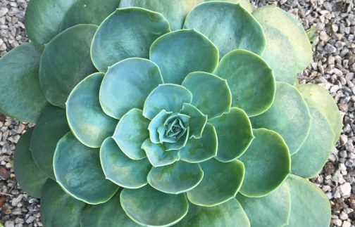 How to grow Echeveria