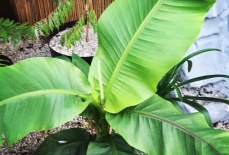 What’s the best way of over wintering Musa Basjoo bananas?