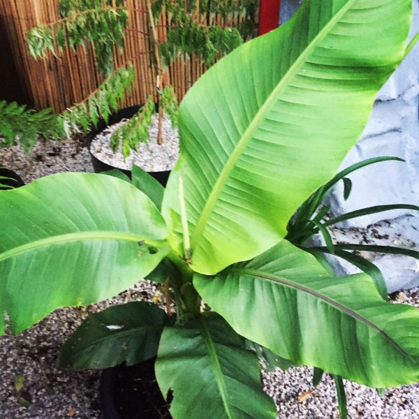 What’s the best way of over wintering Musa Basjoo bananas?