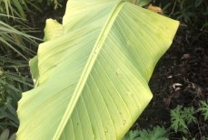 Why are my banana leaves going yellow?