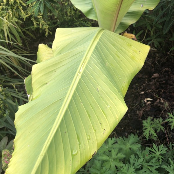 Why are my banana leaves going yellow?