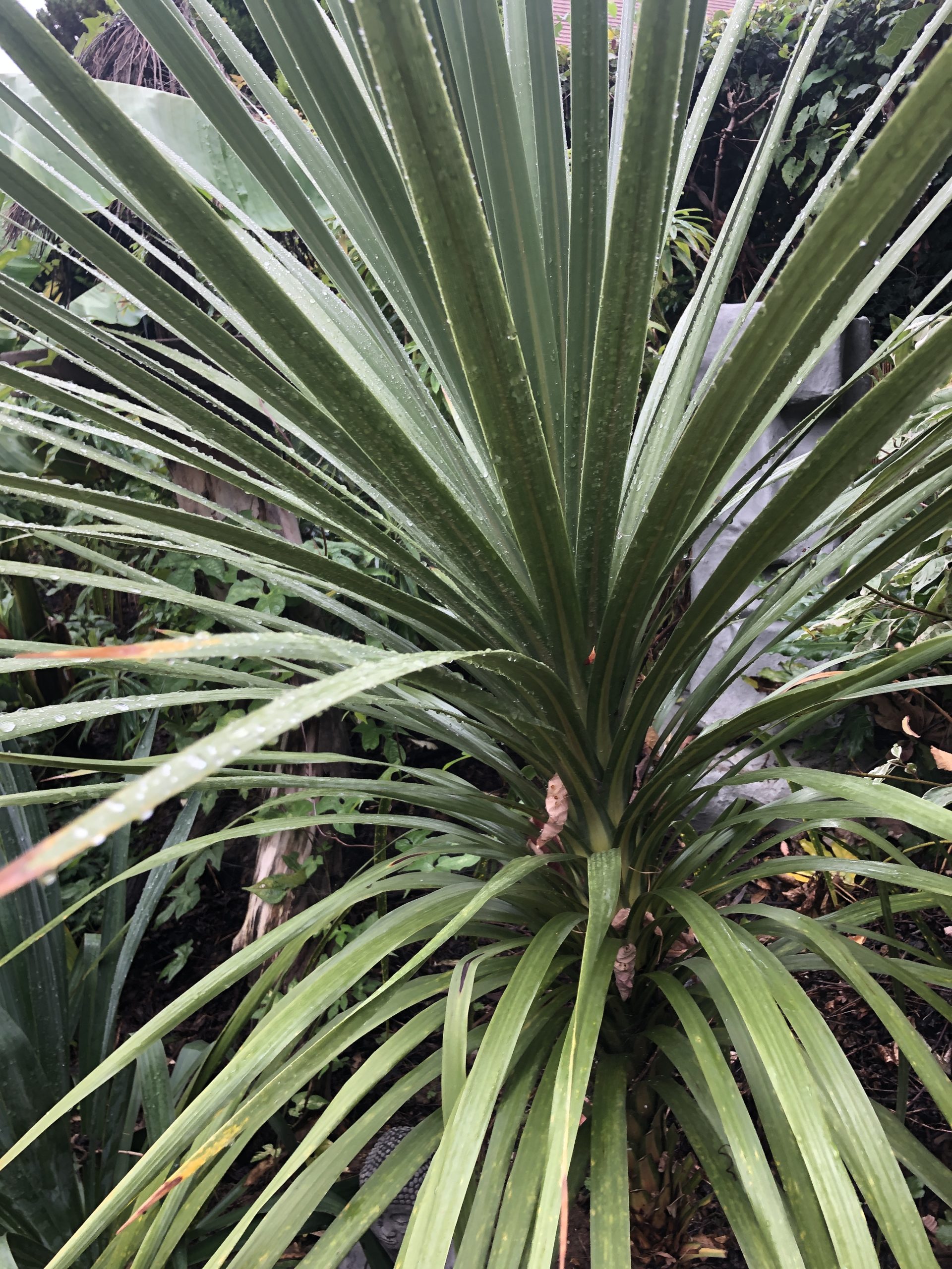 Cordylines