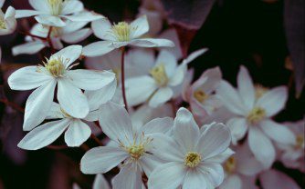 How to grow Clematis Armandii ‘Snowdrift’