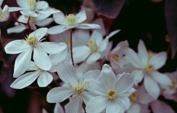 How to grow Clematis Armandii ‘Snowdrift’