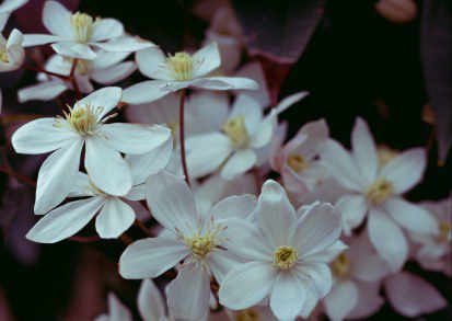 How to grow Clematis Armandii ‘Snowdrift’