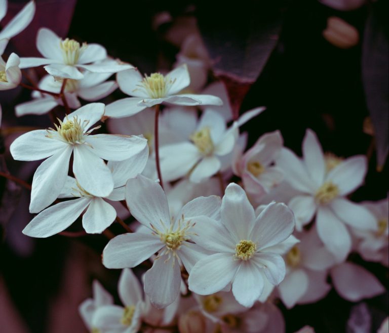 How to grow Clematis Armandii ‘Snowdrift’