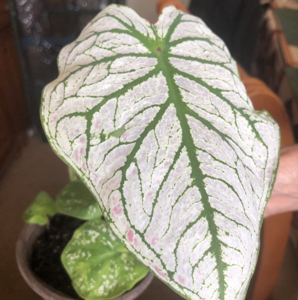 How do you overwinter Caladiums?