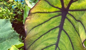 How to grow Colocasia Esculenta Blue Hawaii