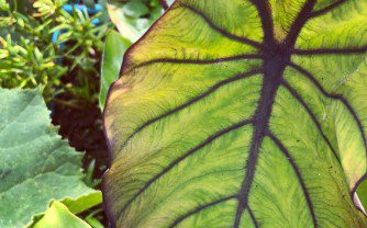 How to grow Colocasia Esculenta Blue Hawaii