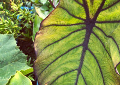 How to grow Colocasia Esculenta Blue Hawaii