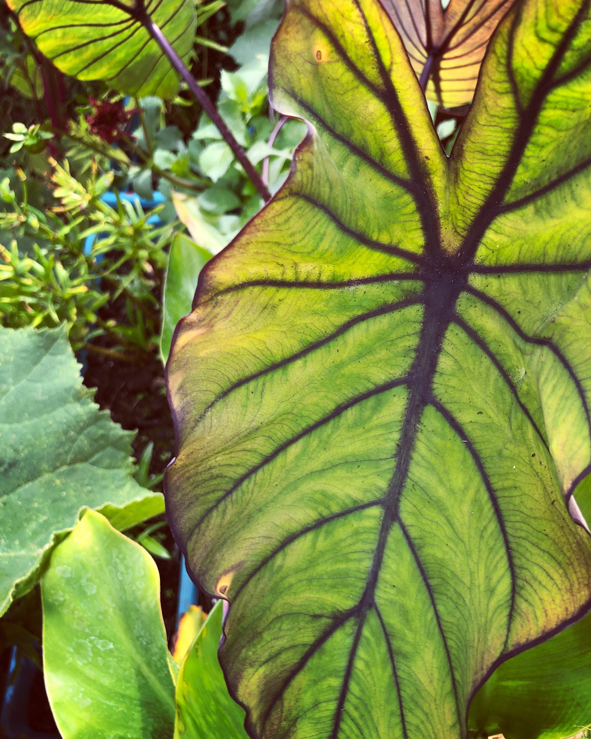 How to grow Colocasia Esculenta Blue Hawaii Tropical Gardening