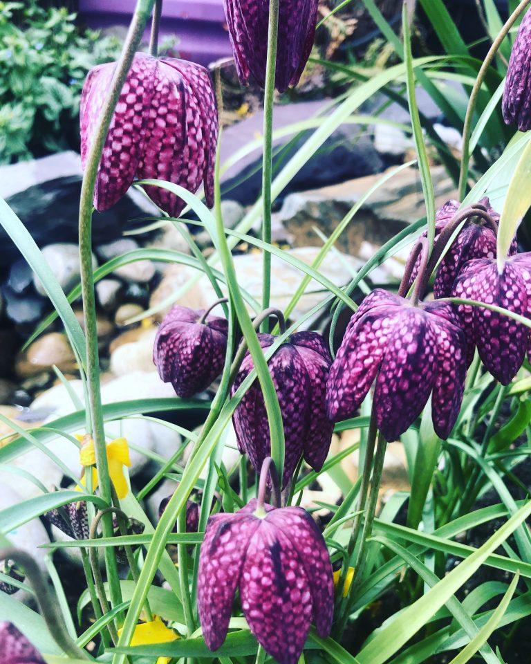 Fritillaria meleagris