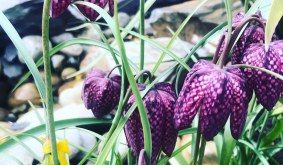 How to grow Fritillaria meleagris