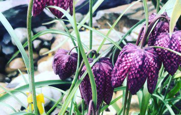 How to grow Fritillaria meleagris