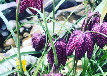 How to grow Fritillaria meleagris