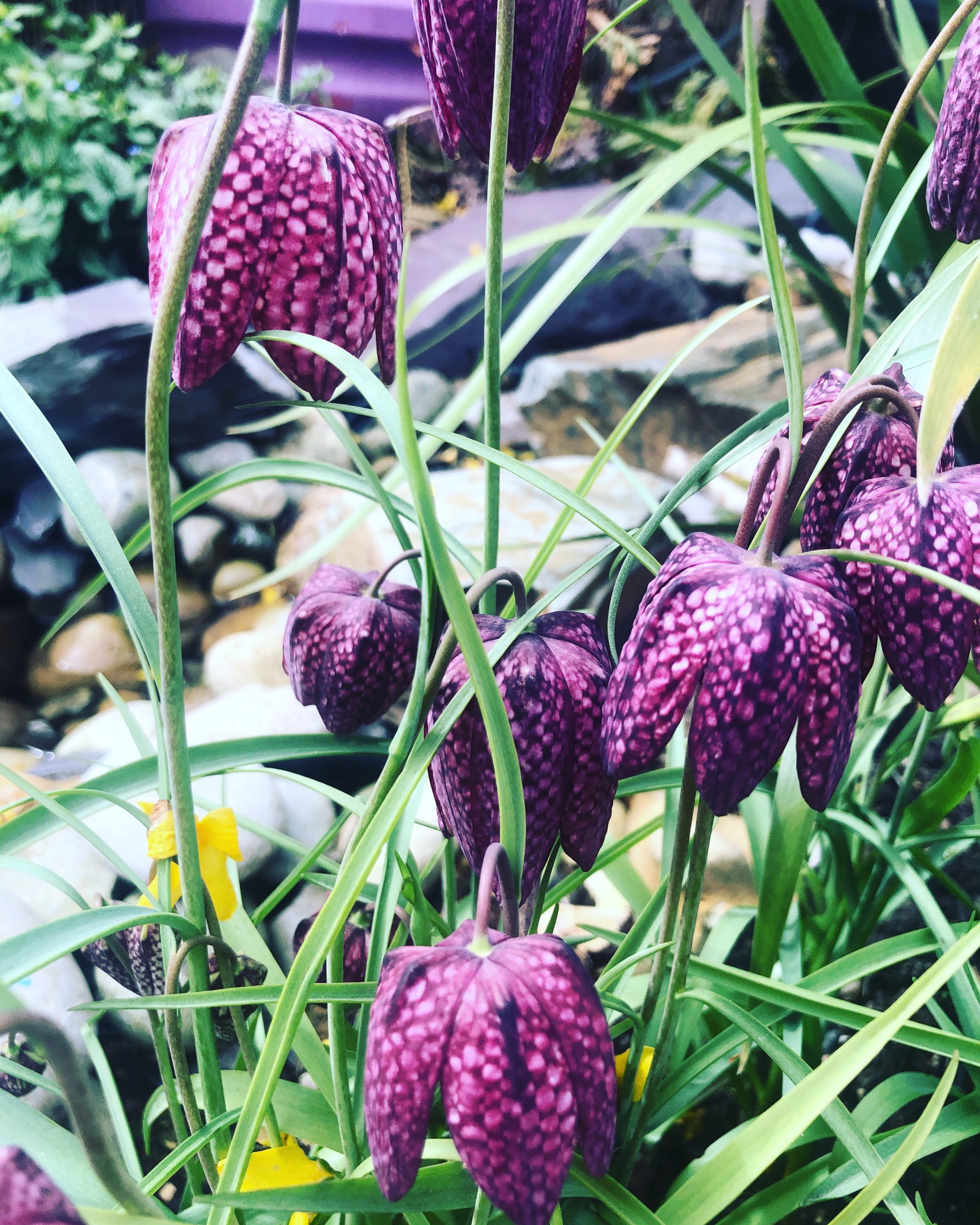 How To Grow Fritillaria Meleagris - Tropical Gardening