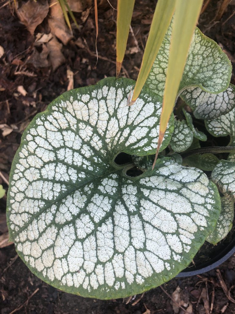 brunnera jack frost