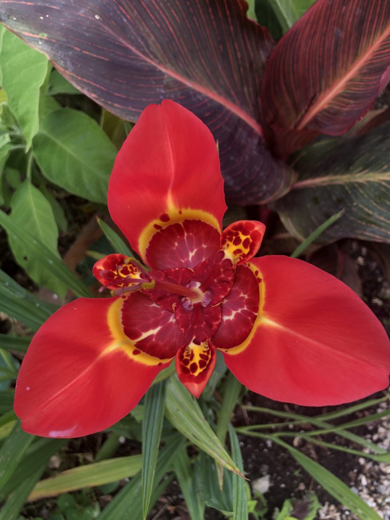 tigridia