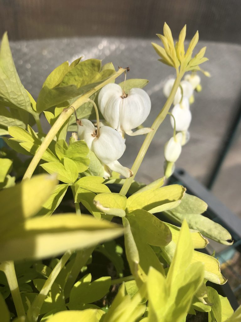 Lamprocapnos spectabilis