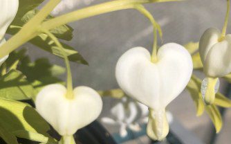 How to grow Dicentra spectabilis ‘white gold’