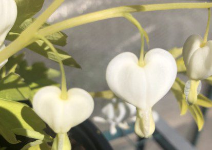 How to grow Dicentra spectabilis ‘white gold’