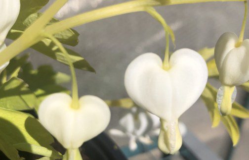 How to grow Dicentra spectabilis ‘white gold’