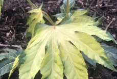 Is Fatsia camouflage easy to grow?