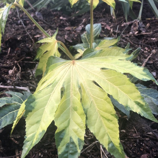 Is Fatsia camouflage easy to grow?