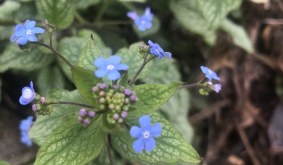 Brunnera ‘Jack Frost’