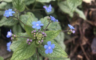 Brunnera ‘Jack Frost’