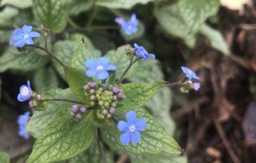 Brunnera ‘Jack Frost’