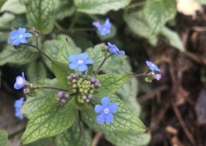 Brunnera ‘Jack Frost’