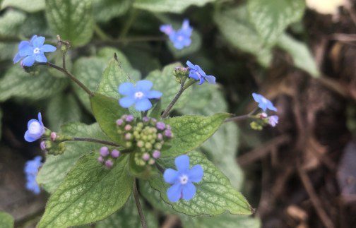 Brunnera ‘Jack Frost’