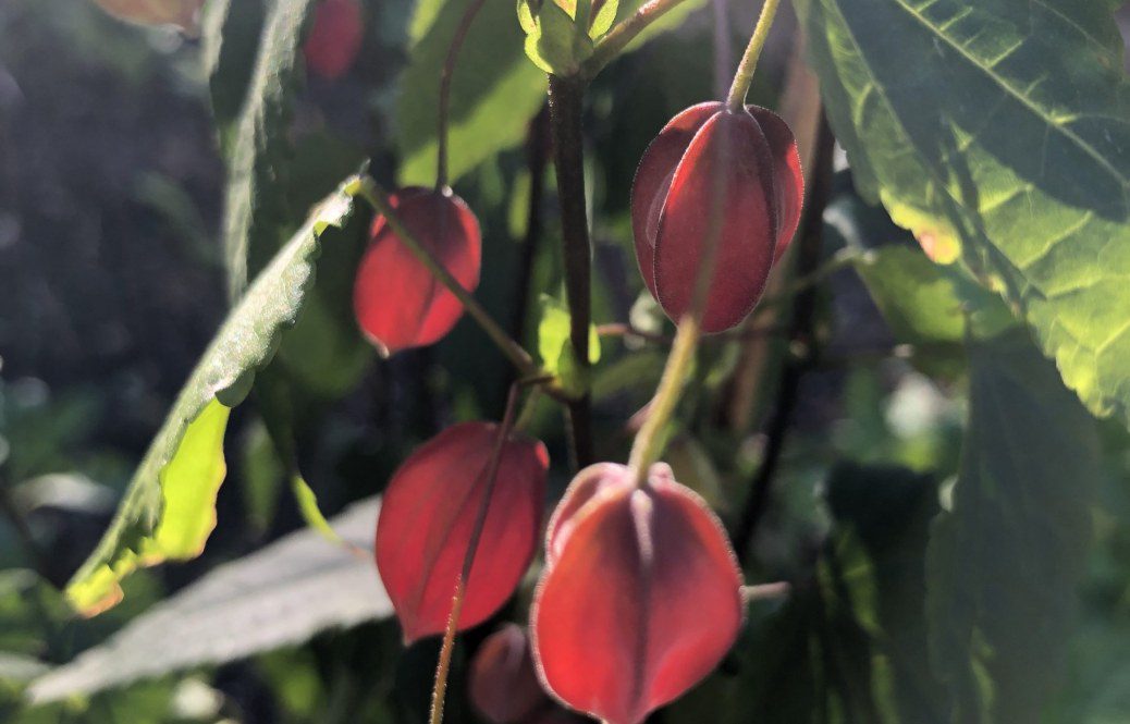 How to grow Abutilon megapotamicum