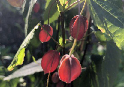 How to grow Abutilon megapotamicum