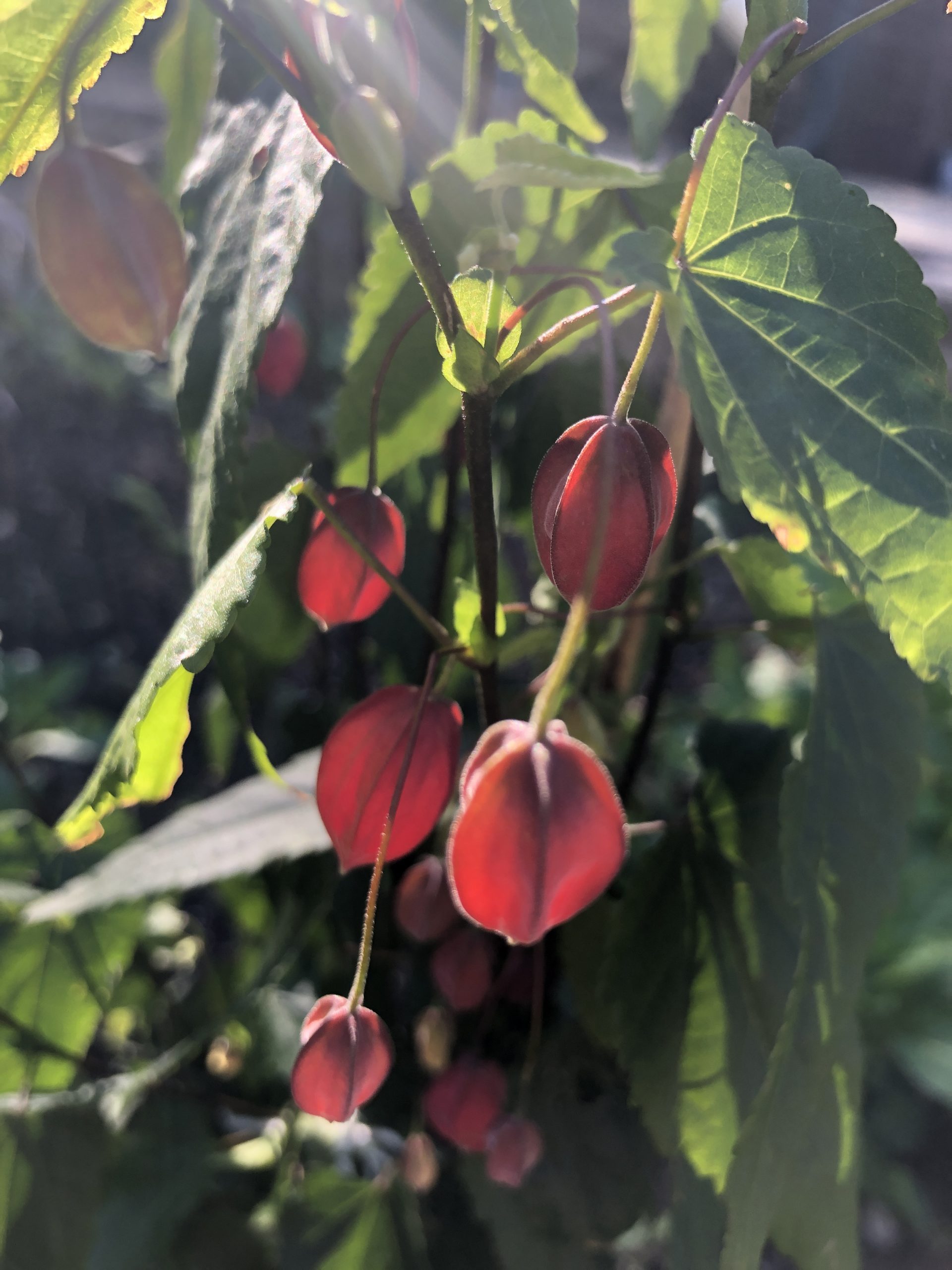 Abutilon megapotamicum