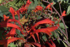 Where to plant Crocosmia Lucifer?