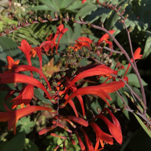 Where to plant Crocosmia Lucifer?