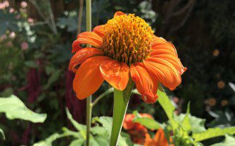 How to grow Tithonia rotundifolia