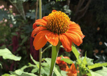 How to grow Tithonia rotundifolia