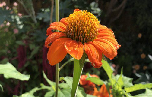 How to grow Tithonia rotundifolia