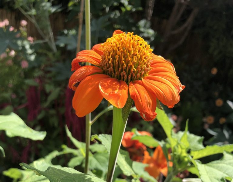 Tithonia